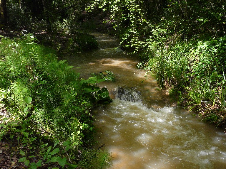 Salamandrine di Maremma